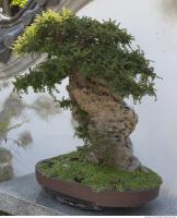 Photo Texture of Bonsai 0003